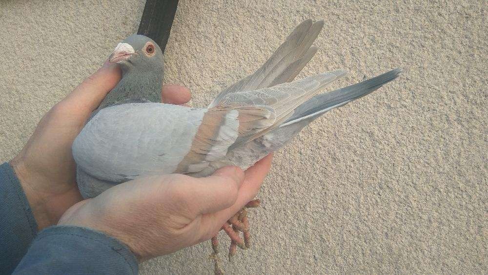 Gołębie pocztowe- młode 2026 Fulgonii,Van de Bosh,