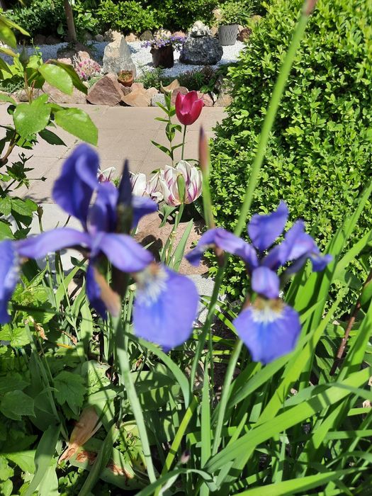 Irysy kosadzce ogrodowe