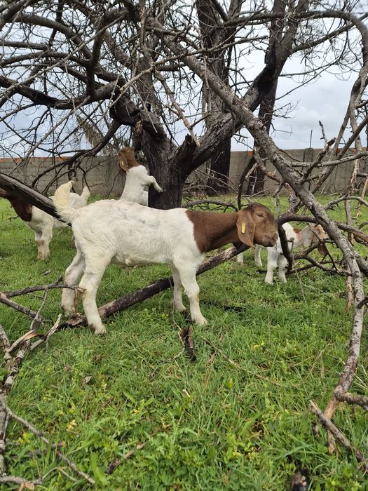 Cabritos    boer