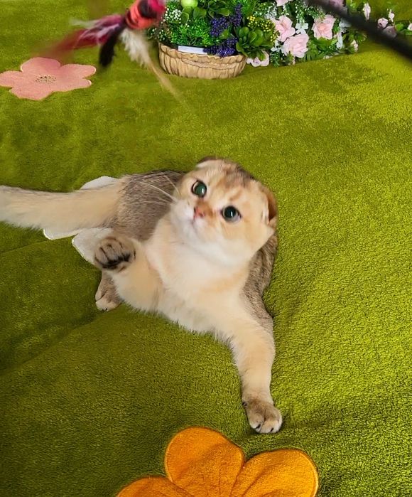 Золота шиншила,хлопчик.