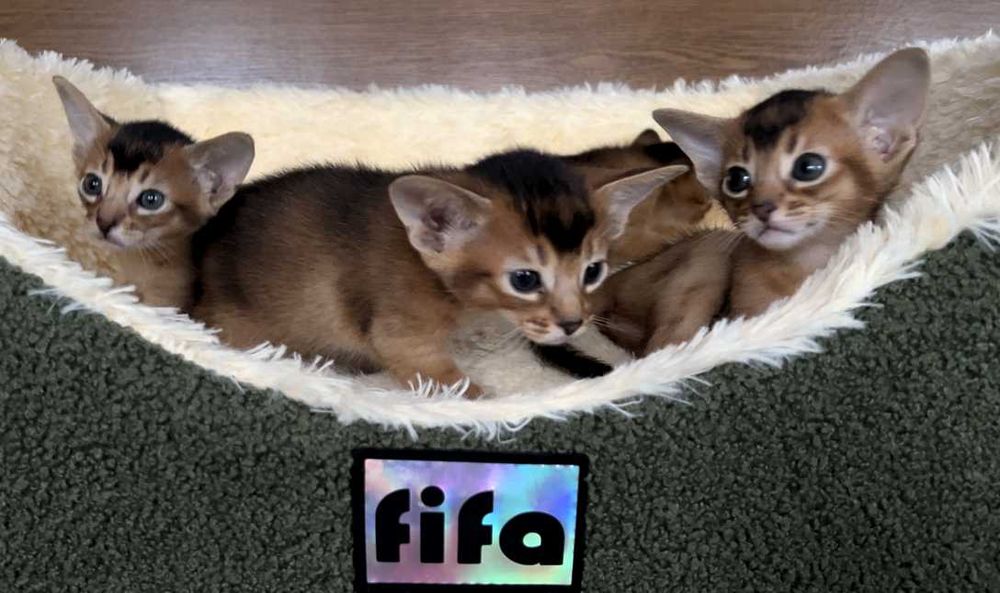 Абіссінські кошенята