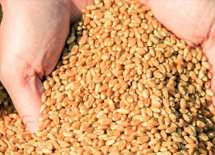 Продам пшеницю і ячмінь