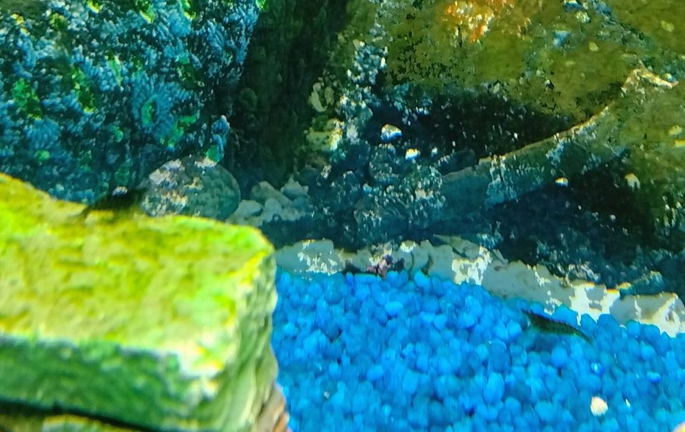 Troco camarões por peixes