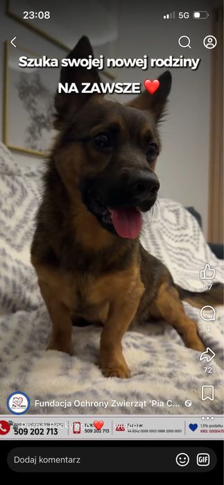Cudowny Rocky szuka domku