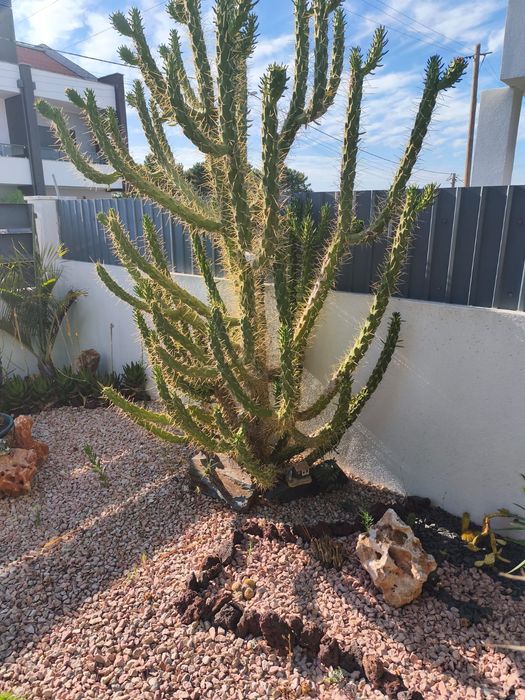 Plantas de Jardim Variadas
