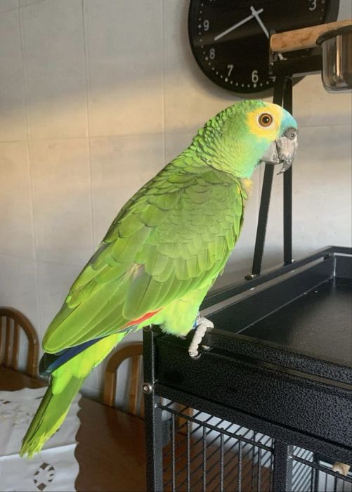 Papagaio amazona aestiva