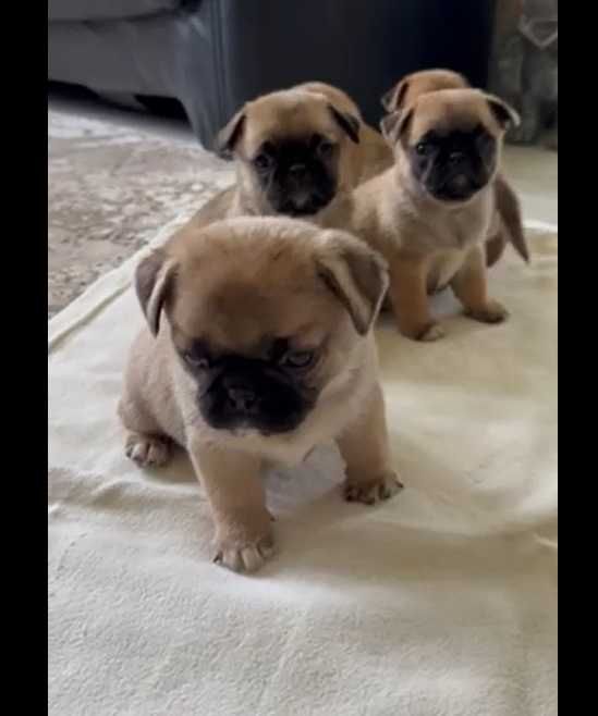 Мопс цуценята з КСУ та чіпом доставка по Львову безкоштовна