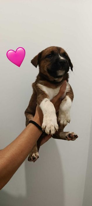 Cães para adoção