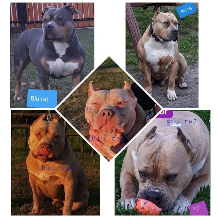 Amstaff Liliowy /Tricolor /Błękitno-Płowy