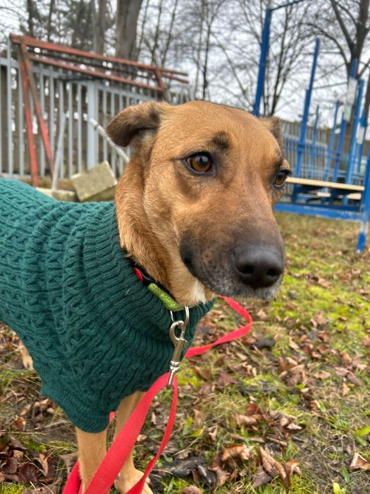 Molly poleca się do adopcji.