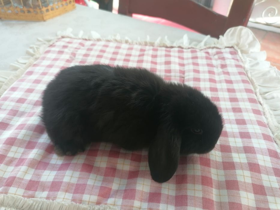 Coelhinhos anões mini lop (orelhudos)