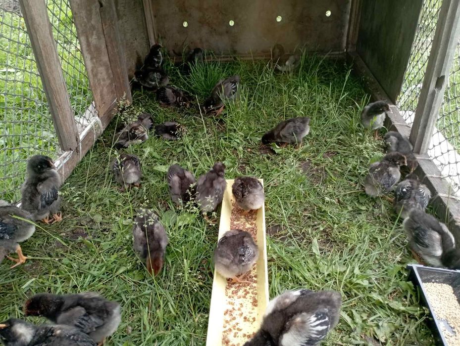 Проводиться запис на курчата віандот срібло