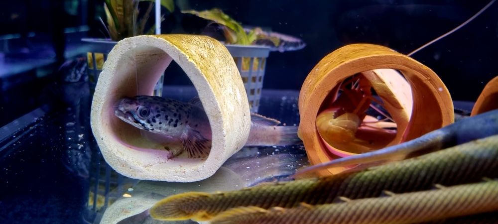 Channa stewartii (Wężogłów)