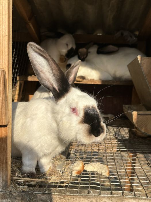 Кролики породи Каліфорнія на продаж