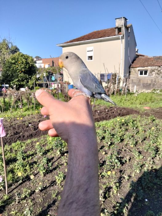 Agapórnis domesticados