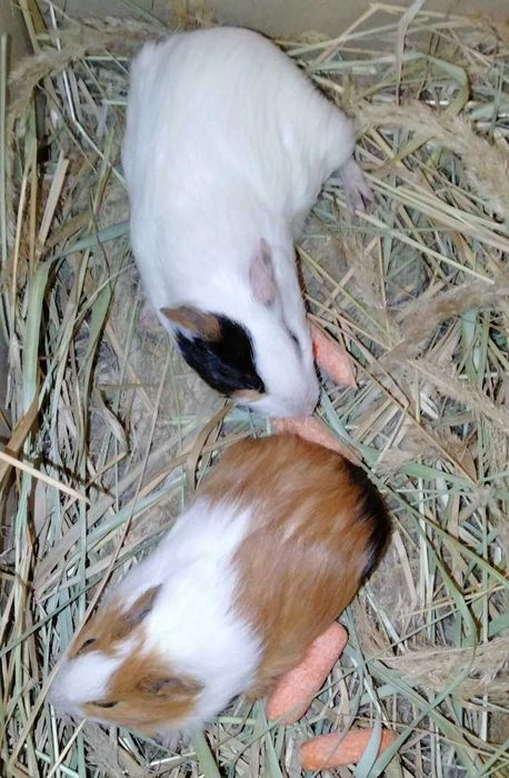 Продам молоді морські свинки