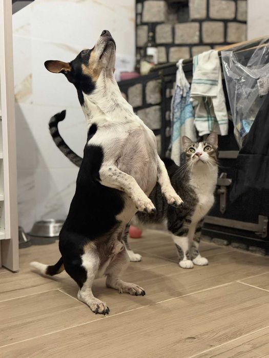 Treinador de Cães | Obediência | Pet Sitting | Passeios