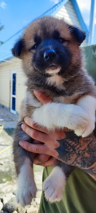 Дівчинка!  Хлопчик ! Вони  прекрасні