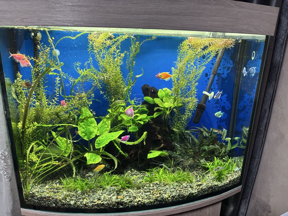 Аквариум с тумбой и всеми принадлежностями.