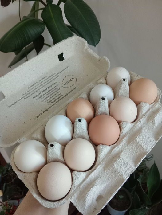 Jajka od kur podwórkowych