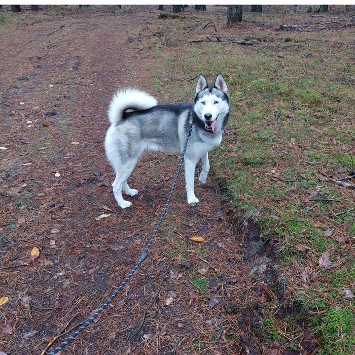 Husky Syberyjski szukamy nowego domu