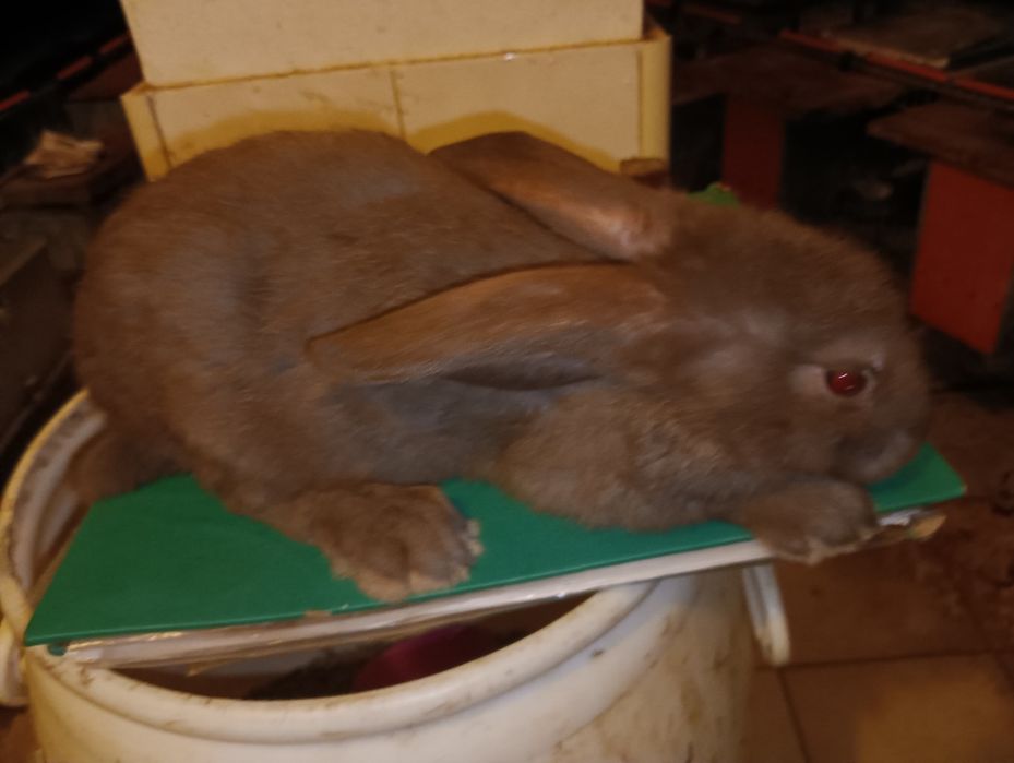 Coelhos Gigantes borboleta