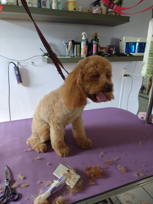 Strzyżenie i pielęgnacja psów w domu i u klienta