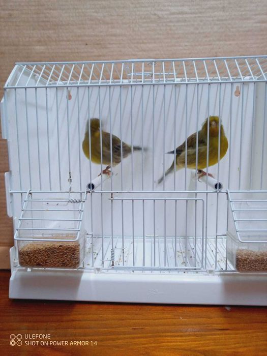 Vendo canários de 2025