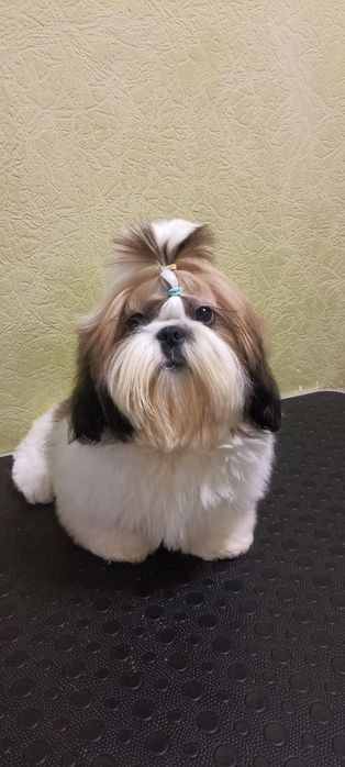 Цуценя ши-тцу shih-tzu
