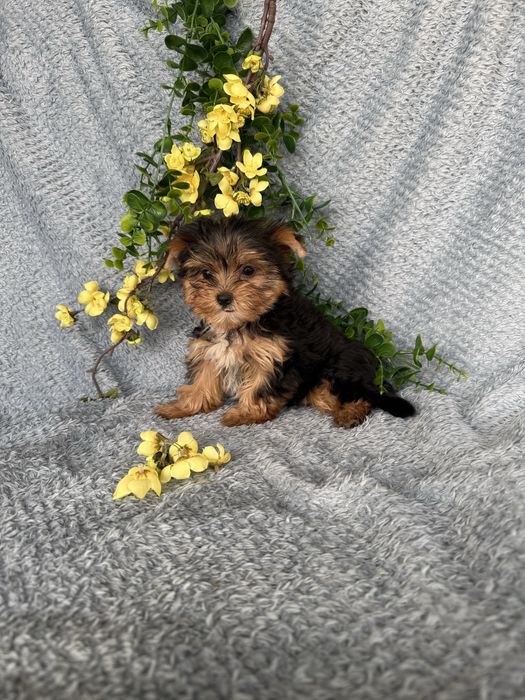 Estupendo mini mini Yorkshire Terrier de Qualidade