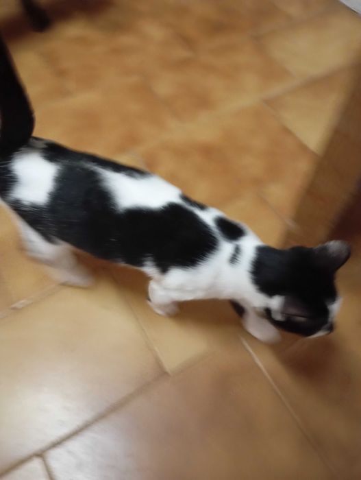 Gatinhos bebés com 4 meses