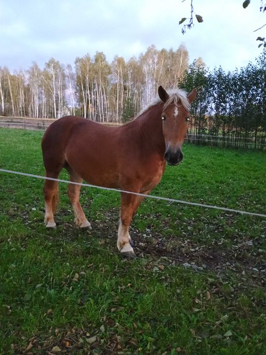 Klacz zimnokrwista źrebna  konie