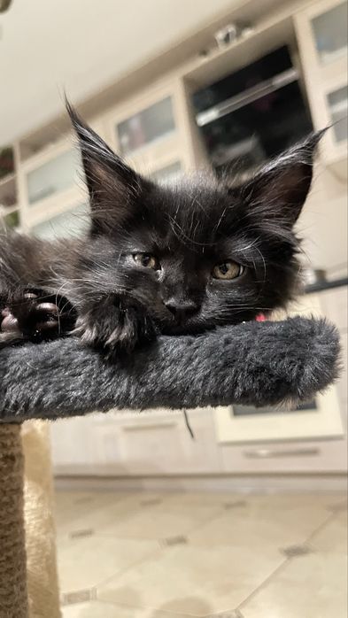 Мейн Кун кошенята