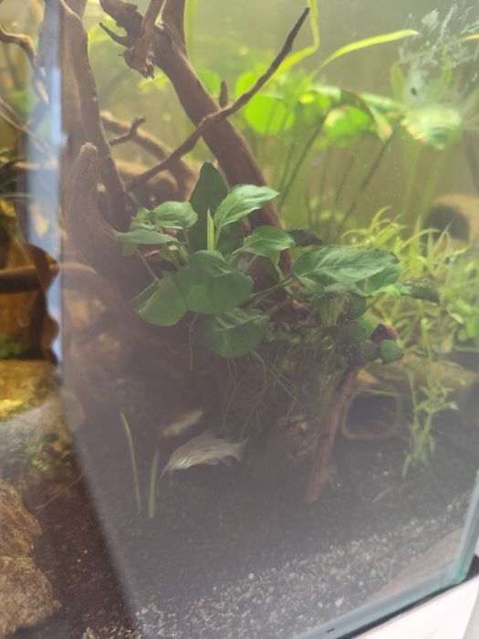 Fetos de Java e anubias