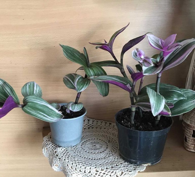 трусикидегі дымқыл киска