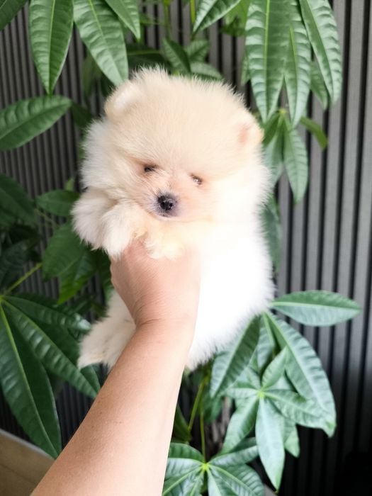 Spitz Mini.  Lulu da Pomerânia . Laranja. Linhagem Russa