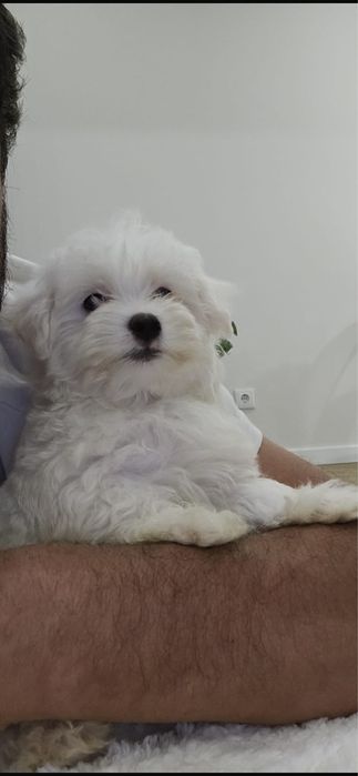 Femea Bichon Maltes