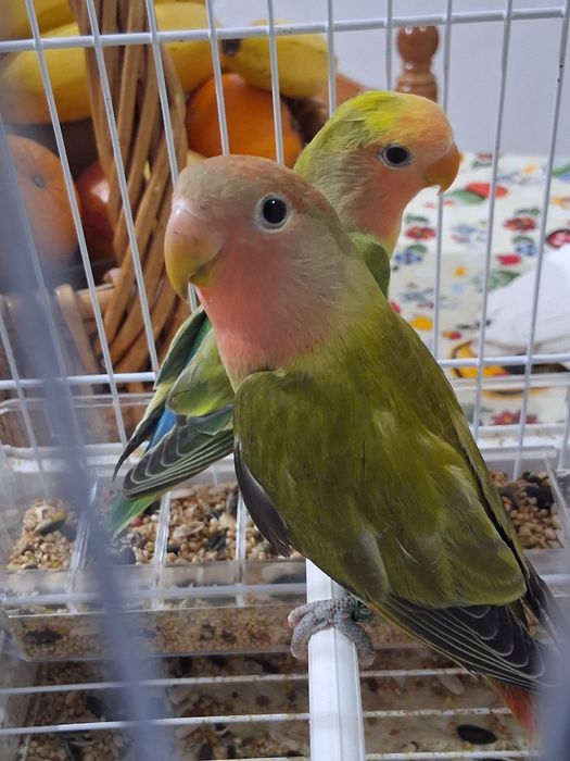 Casalinho de Roseicollis novos