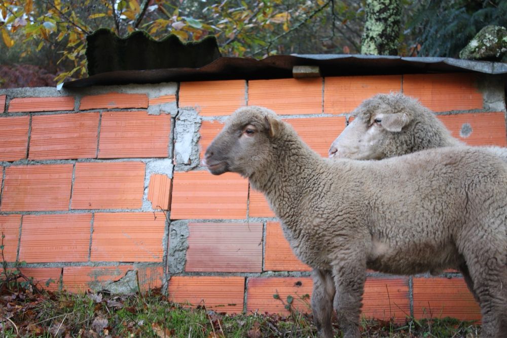 Carneiro tracado sulfock