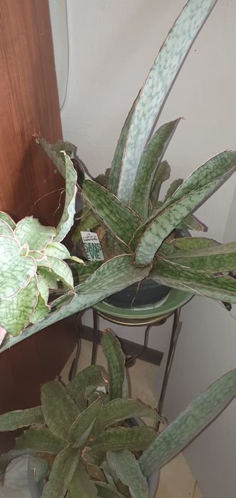 Сансевиерия Sansevieria Kirkii Silver Blue