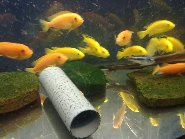 Młode malawi ponad 80 odmian