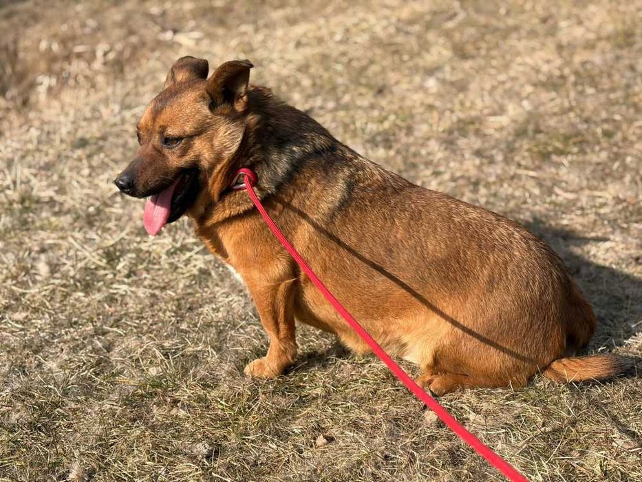 Antoś/Antałek 104996 do adopcji