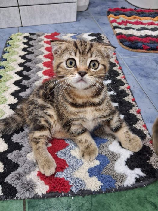Красивые Котята Скотиш Стайт