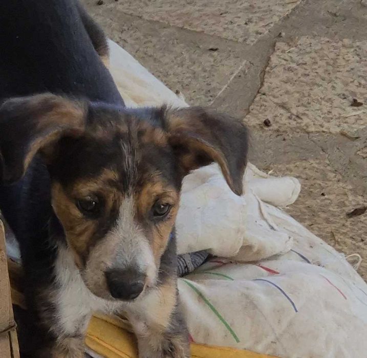 Adoção urgente - filha de cadelinha de rua