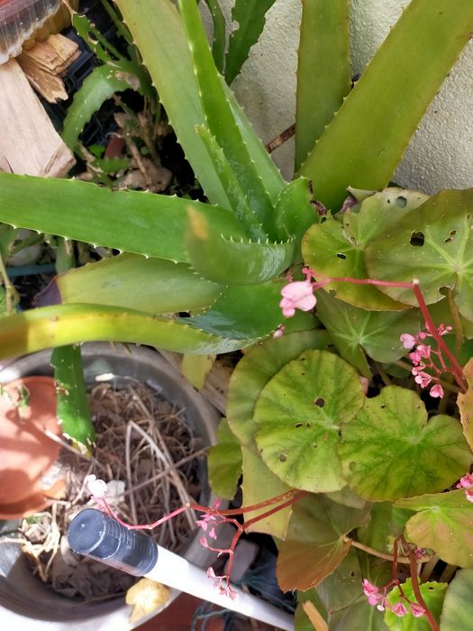 Cato aloé vera planta biológica