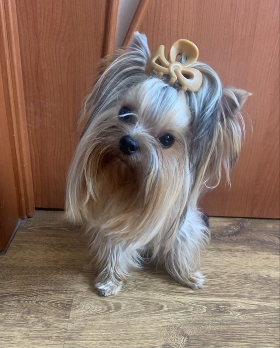 Хлопчик йорк міні на вʼязку