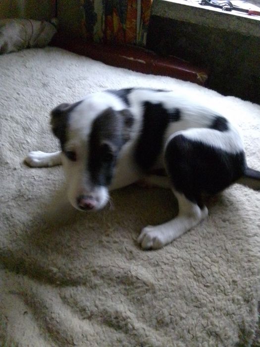 Mieszaniec do adopcji.