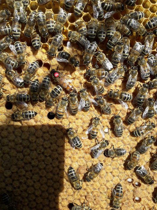 Odkłady Dadant  2026