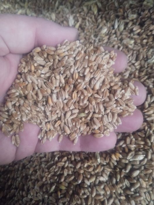 Ekologia Pszenica jara Tybalt z certyfikatem