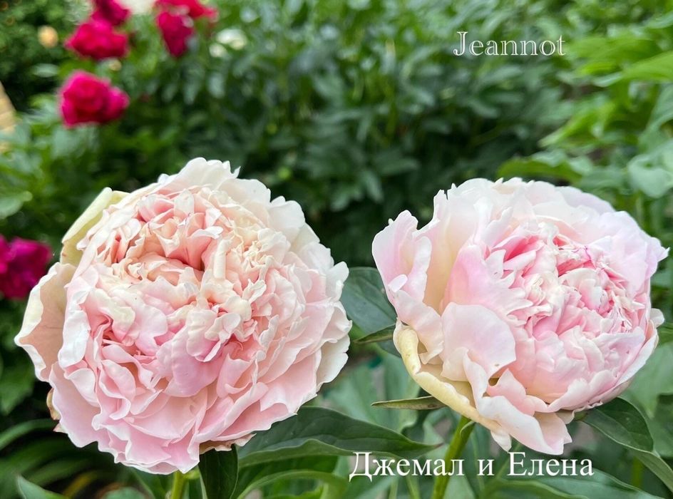 Пиони кустики деленки